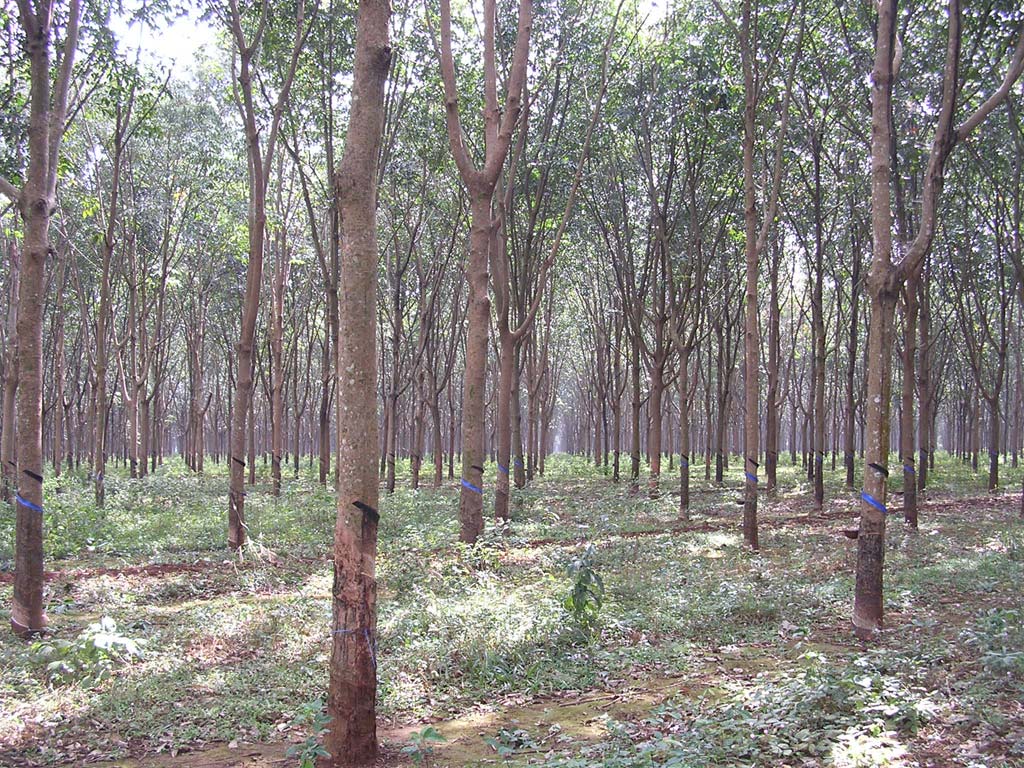 Rubber plantation