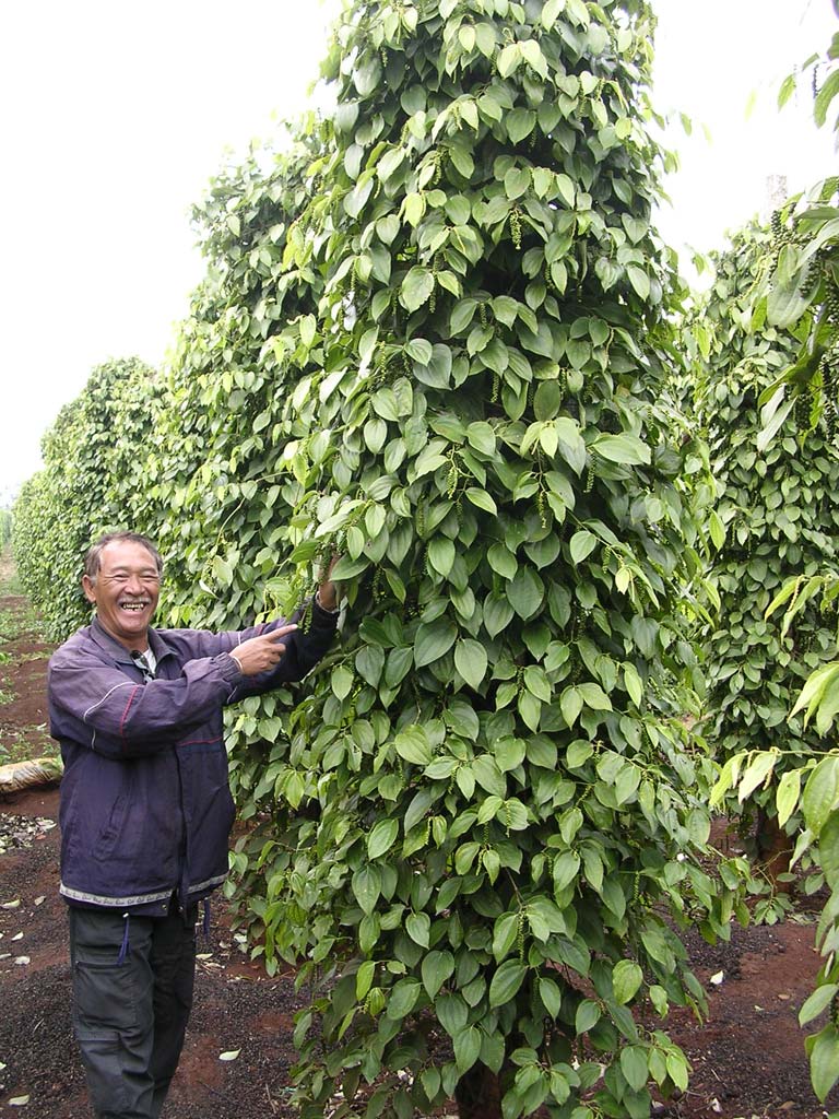 Black pepper plant growing up a concrete pole in the Central Highlands, Vietnam