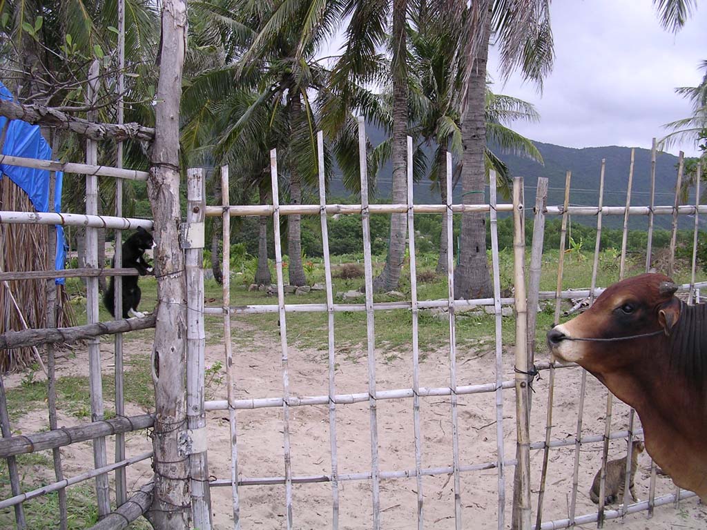 The same ox with a very small friend