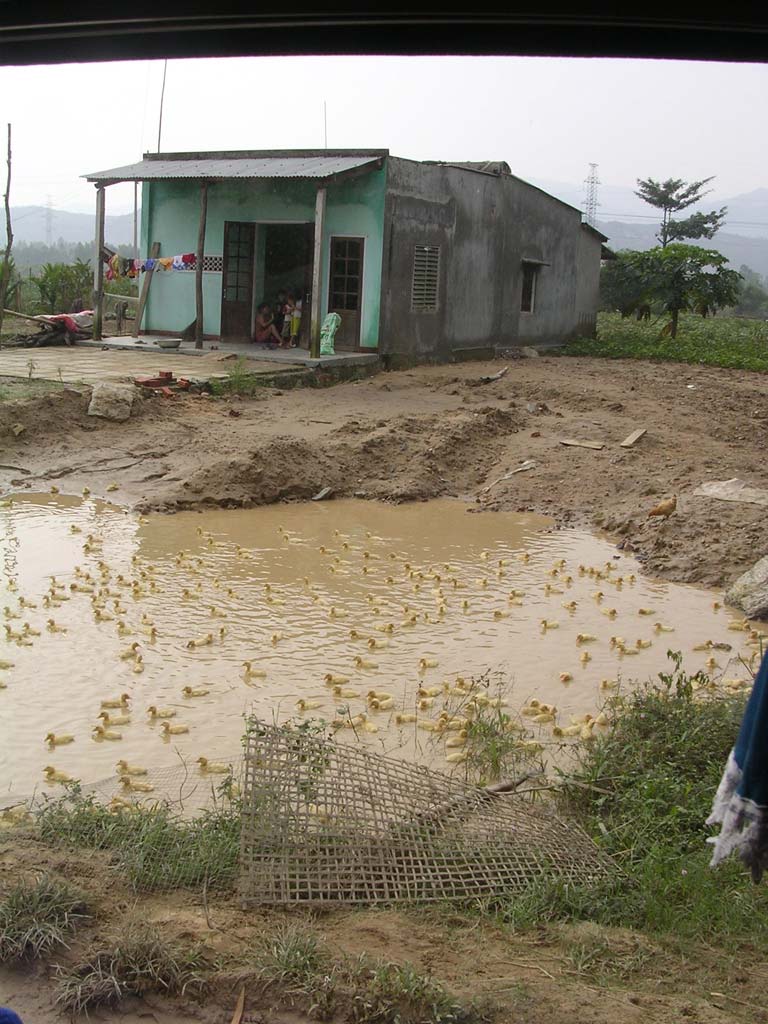 Muddy pond full of ducklings where our bus got stuck in the mud