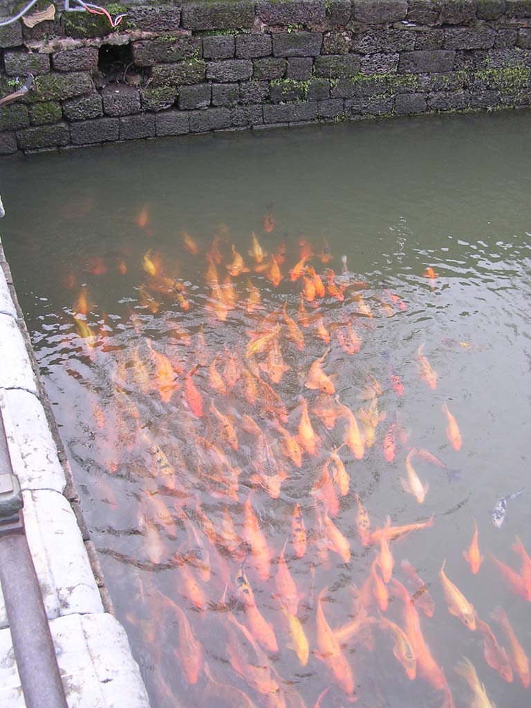 Carp in the pond