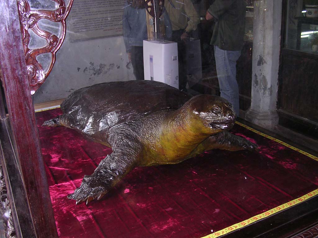 A preserved Sword Lake Tortoise from the lake, 2.1 metres long and weighing 250 kg