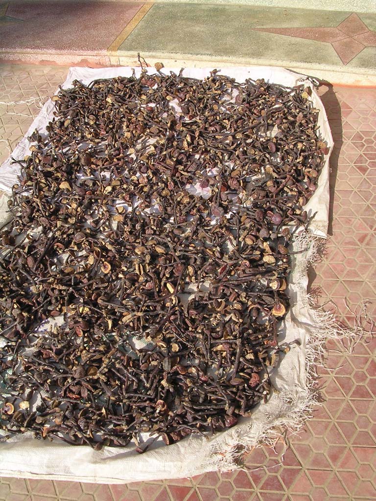 Mushrooms drying in the sun