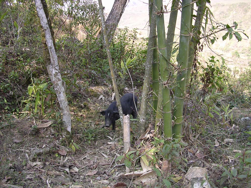 A pig among the bamboo near Sapa