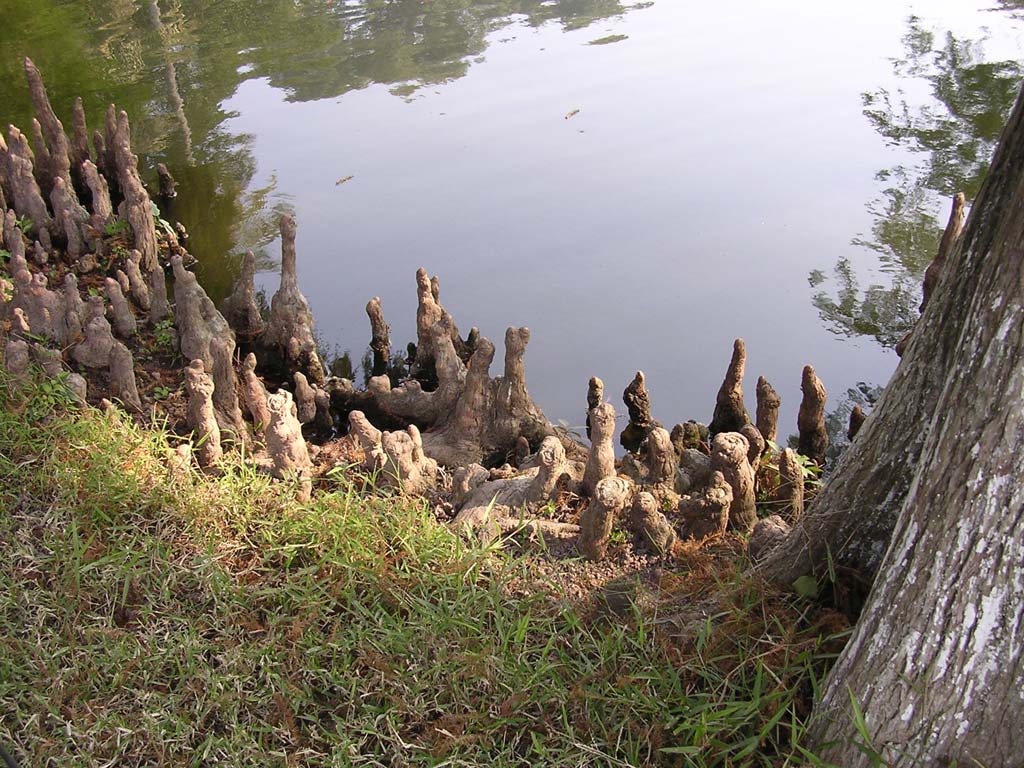 Swamp cypress (or something like it) roots poking up by the carp-filled pond