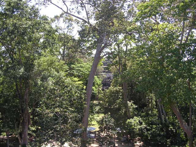Through the trees from the top