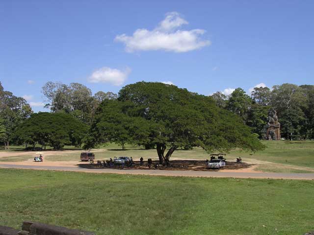 Taking shade under the tree