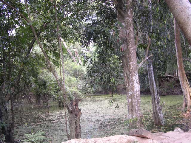 Pond through the trees
