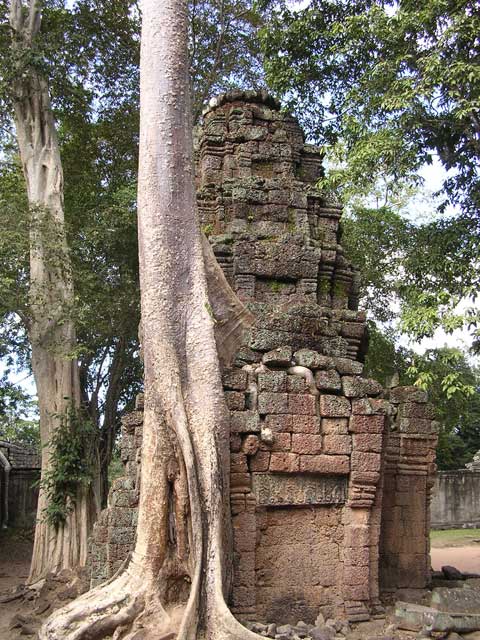 A small tower in the grip of a tree