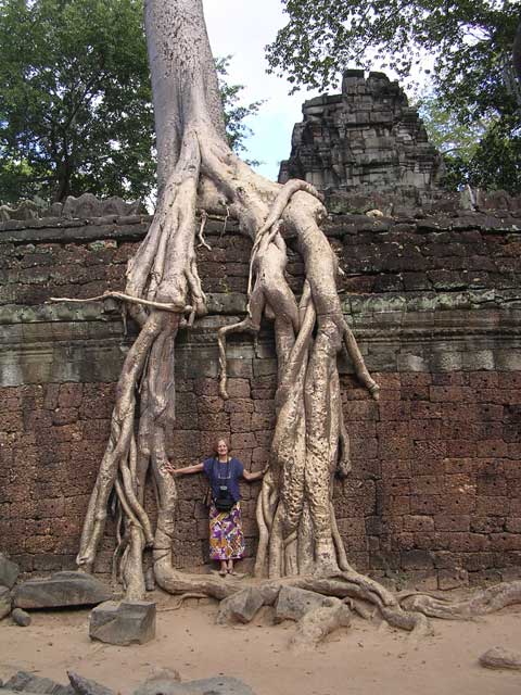 Roots of a strangler fig at Ta Prohm, Angkor