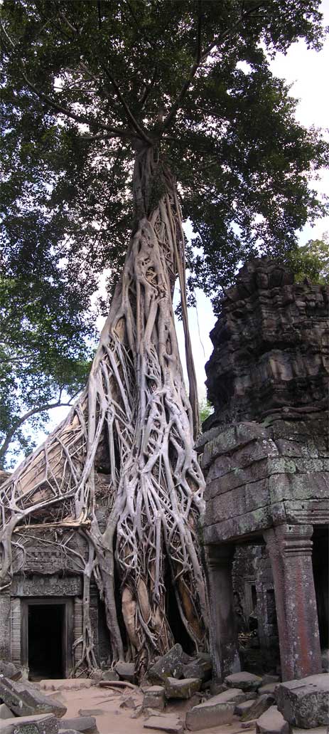 One of the more impressive trees at Ta Prohm, Angkor<br />(composite of 2 photographs)