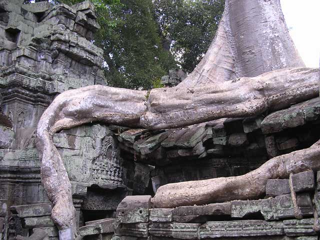 Another strangler fig root at Ta Prohm, Angkor