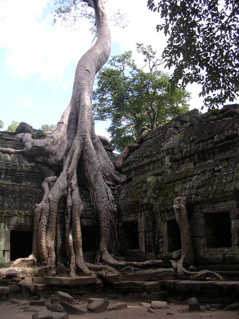 Tree roots at Ta Prohm, one of the temples of Angkor, Cambodia