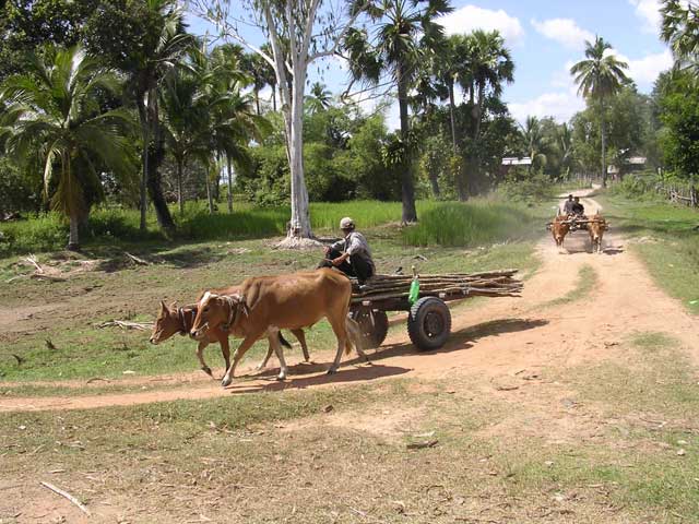 Ox carts loaded with timber, Cambodia