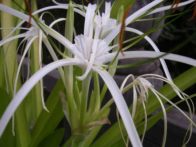 Close up of the same plant