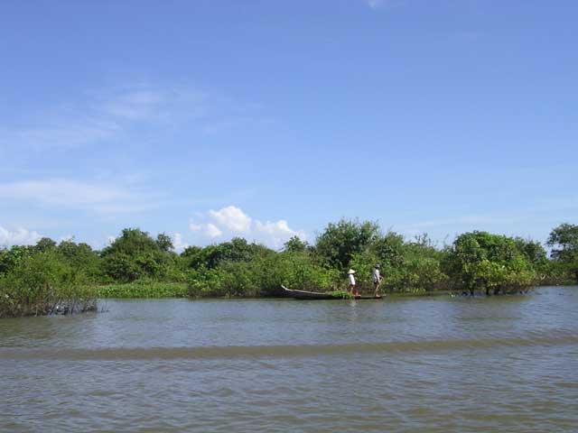 Harvesting in the flooded forest, Chong Kneas