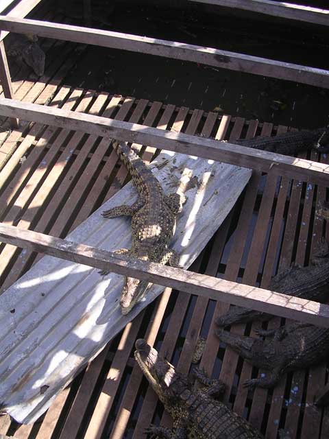 Crocodile farm, Chong Kneas, Cambodia