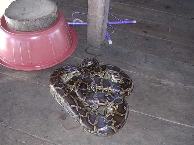 Python at a fish farm, Chong Kneas, Cambodia (it was under that red bowl!)