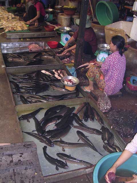 Live fish, Siem Reap market