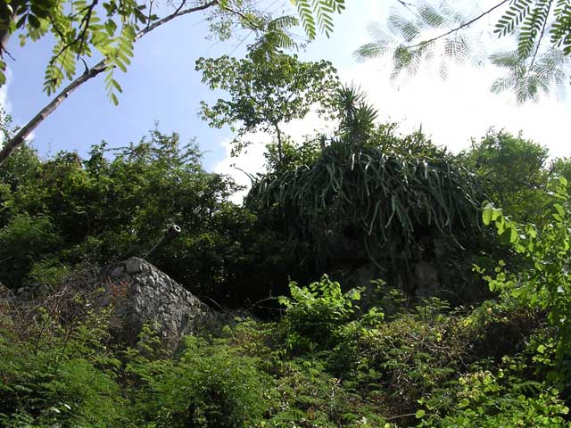 The field gun and, right of centre, a dragon tree