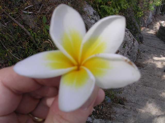 A not terribly successful close-up of a Frangipani flower in Cambodia