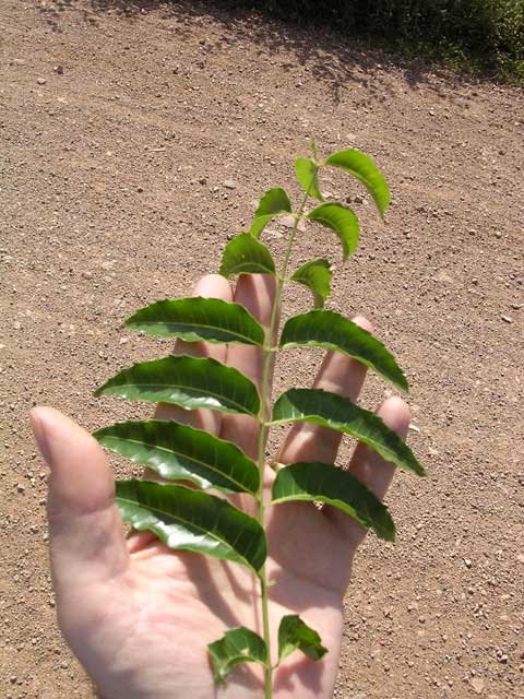 Snaung (?) leaves, which Cambodians ate when they were starving during the Pol Pot period. Also used for sour soup.