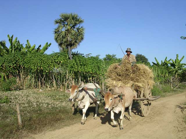 A Cambodian ox cart, with a sugar palm behind (the national tree)