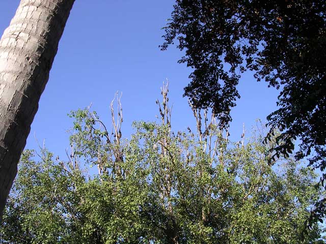 Fruit bats in the grounds of a Buddhist monastery, because they know the farmers will kill them if they live anywhere else