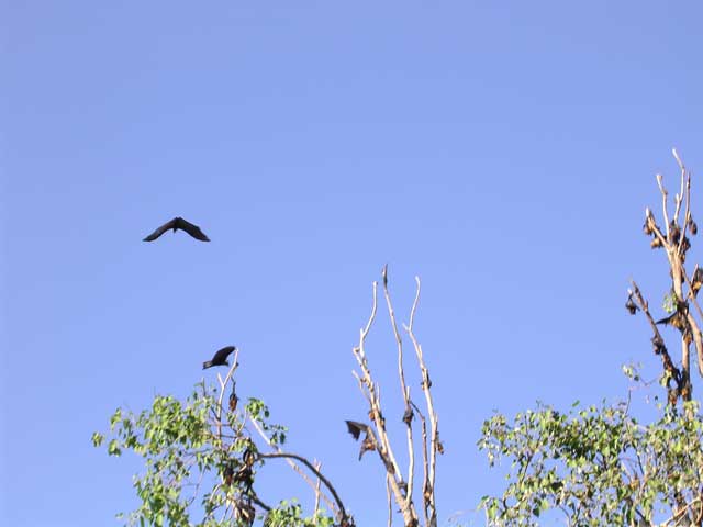 The fruit bats after Han Houn disturbed them by whacking a dead banana leaf on the ground