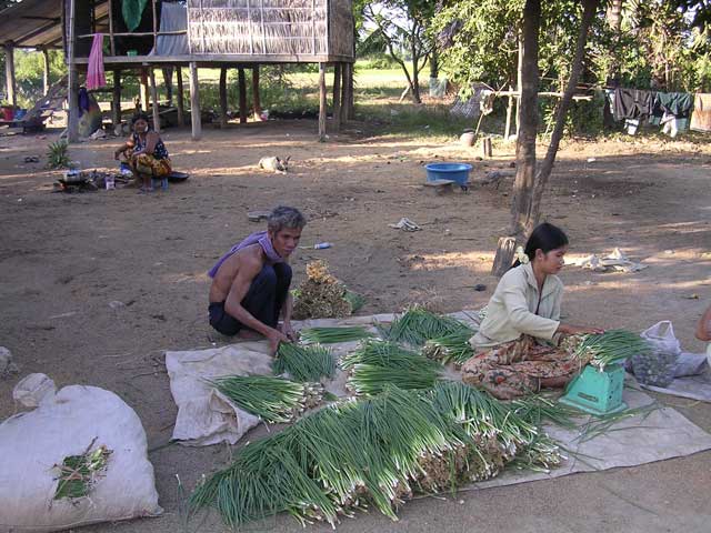Weighing spring onions ready for market in Cambodia