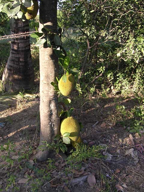 Jack fruit on the tree in Cambodia