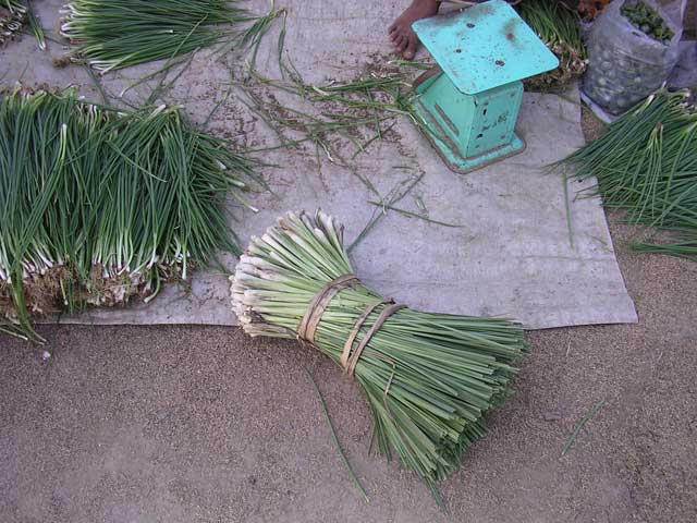 A bundle of lemon grass