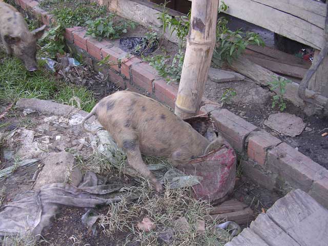 A piglet finds something tasty...