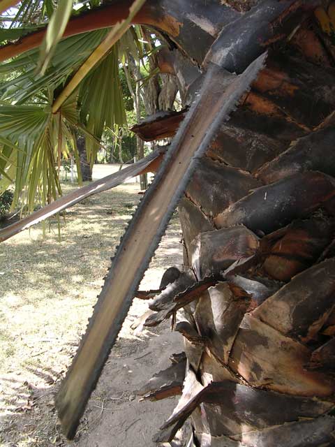 A palm leaf stem with a saw-like edge, used by the KR to saw off limbs