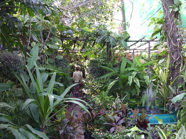 Exploring the greenery at the Garden Center café, Phnom Penh