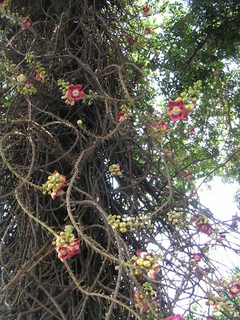 General shot of the flowers, trunk and part of the foliage