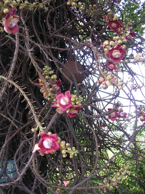 Closer shot, showing a 'cannonball' fruit behind the flowers