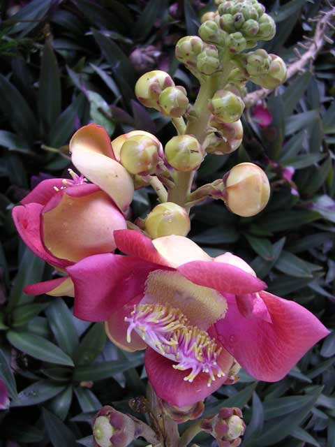 Flower of the cannonball tree in the gardens of the Royal Palace, Phnom Penh
