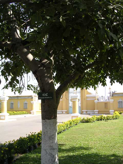 Cassia fistula, the Golden Shower tree in the grounds of the Royal Palace, Phnom Penh