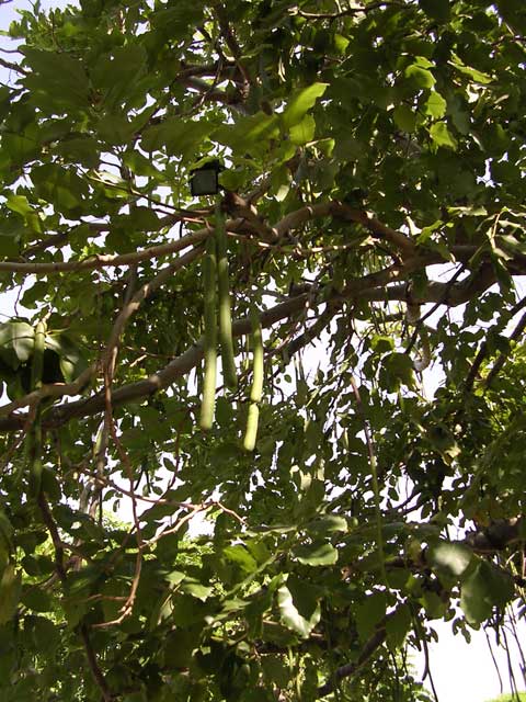 Foliage and pods of the Golden Shower tree
