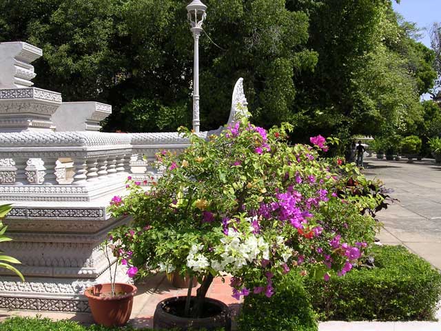 Bougainvillea with three colours grafted together