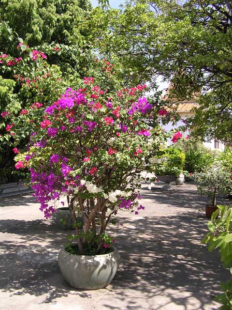 Another tri-coloured bougain-villea at the Silver Pagoda