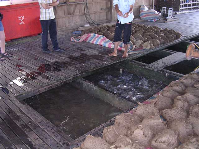 Fish farm in the Mekong Delta, showing the lumps of rice, dust and seafood mixture used to feed the fish