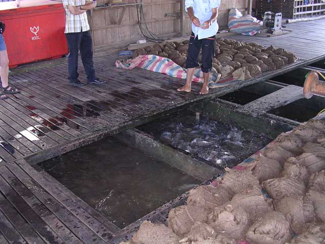 On board the fish farm, showing the lumps of rice, dust and seafood mixture used to feed the fish