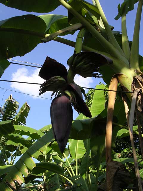 Banana flower, showing the young bananas, in the Mekong Delta