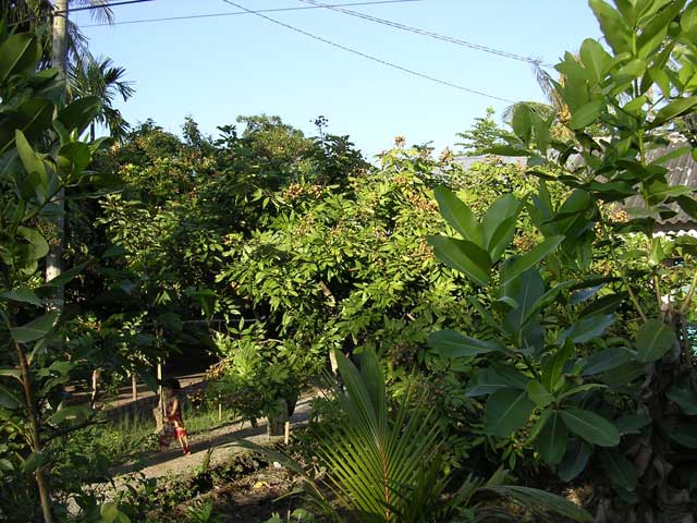 A profusion of foliage, with hundreds of longans (small and brown, but like lychees inside) just visible