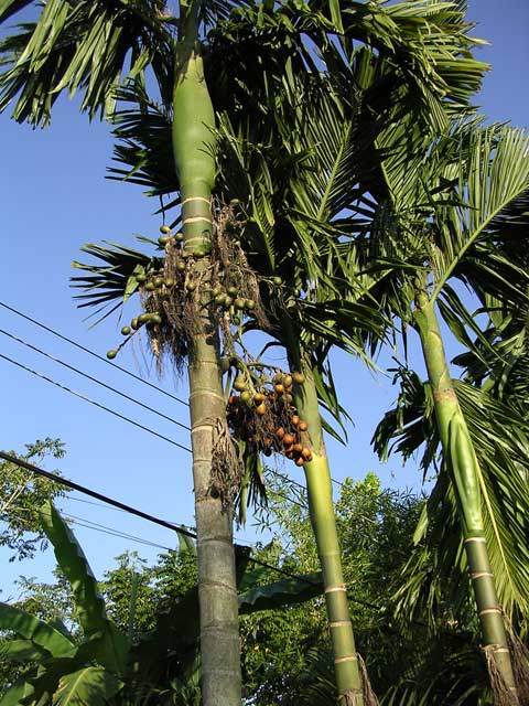 Betel trees in the Mekong Delta