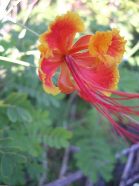 Not entirely successful macro shot of a very bright flower