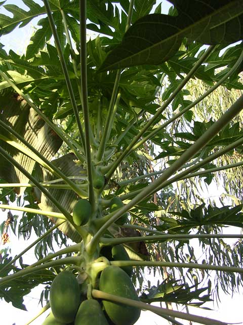 Papayas, which grow like weeds - yumm!