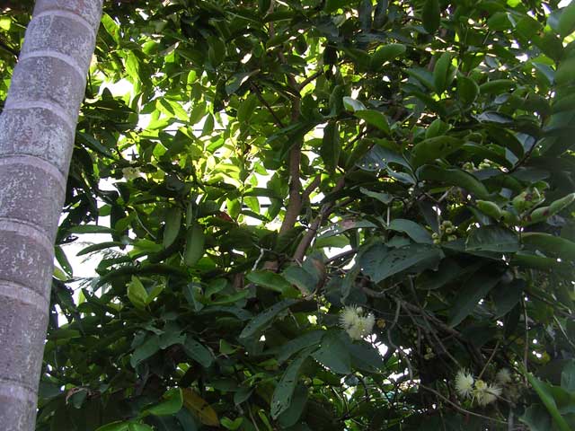 Water apple (or plum) tree in flower in the Mekong Delta